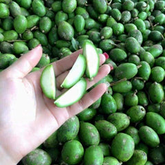 Cóc bao tử 500g