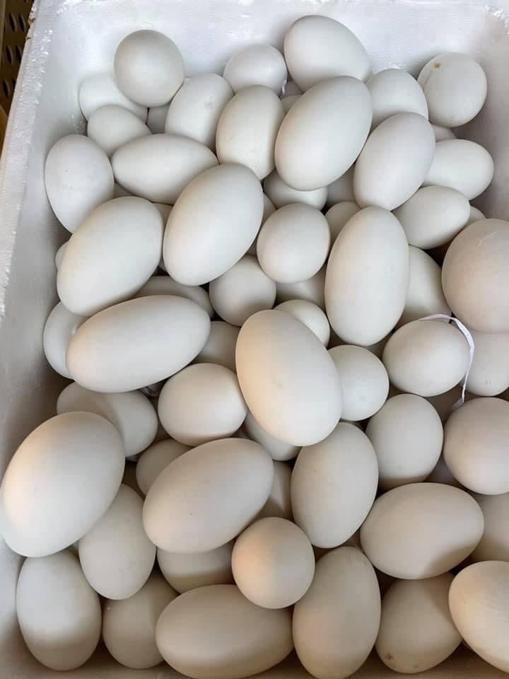 Trứng ngỗng 1 quả