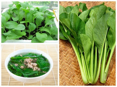 Hạt giống cải ngọt cọng xanh